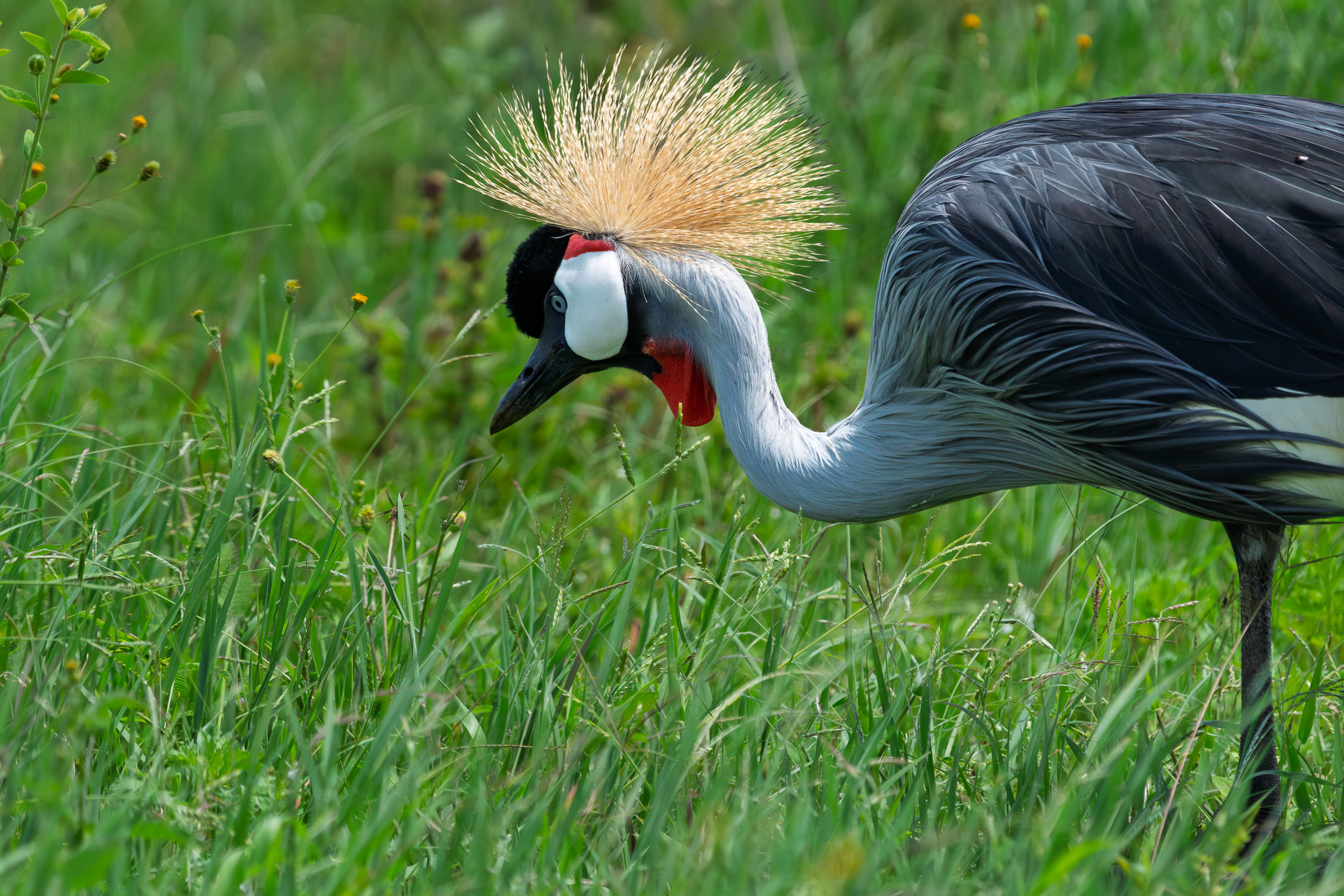 Tanzania 20260327 0840 Grulla coronada gris
